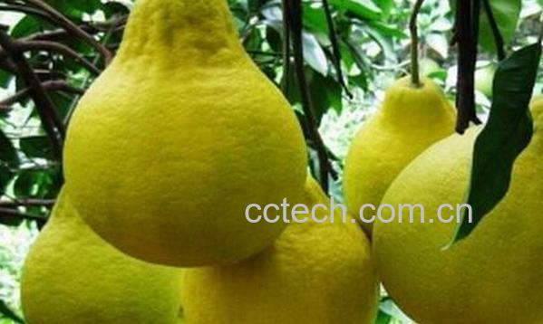 果蔬百科晚白柚-0