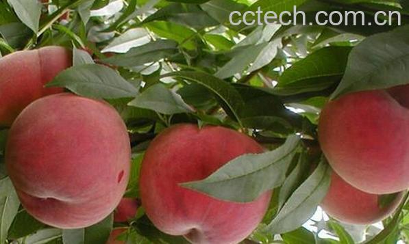 果蔬百科秋蜜桃-0