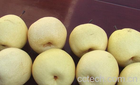 果蔬百科秦酥梨-0