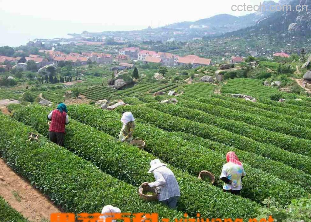 果蔬百科崂山绿茶的泡法-0