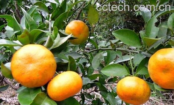 果蔬百科茂谷柑-0