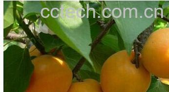 果蔬百科砂梨-0