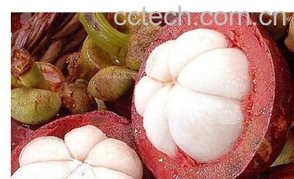 果蔬百科荔枝和山竹-0