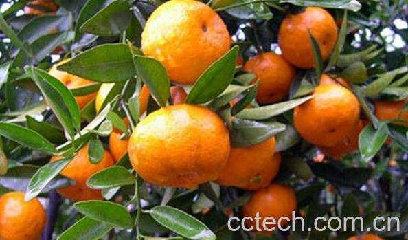 果蔬百科马水桔-0