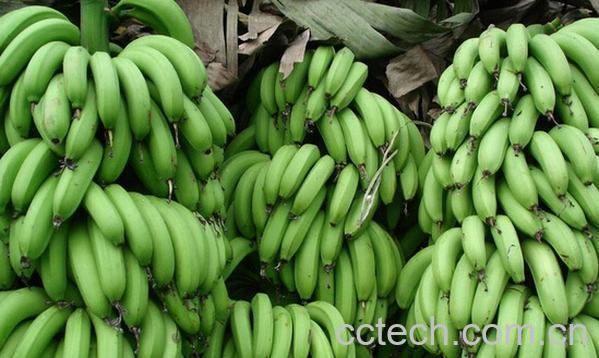 果蔬百科水果催熟剂的危害-0