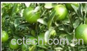 果蔬百科柠檬-0