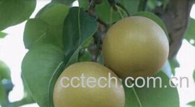 果蔬百科山梨-0