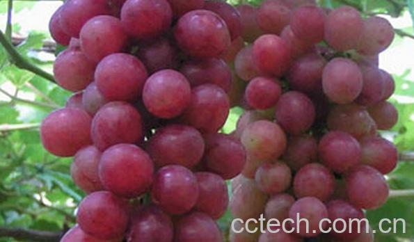 果蔬百科京秀葡萄-0