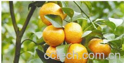 果蔬百科瓯柑-0