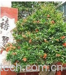 果蔬百科盆栽石榴-0