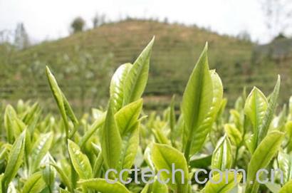 果蔬百科绿茶的美容功效与作用-0