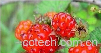 果蔬百科山莓-0