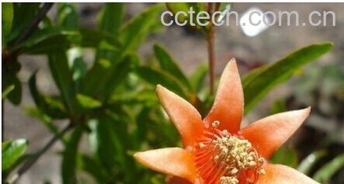 果蔬百科石榴花-0