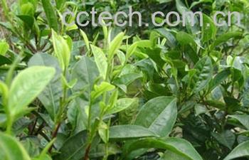 果蔬百科绿茶和铁观音的功效-0