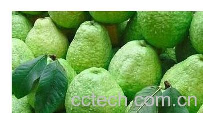 果蔬百科番石榴-0