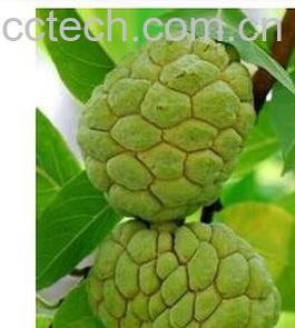 果蔬百科佛头果-0