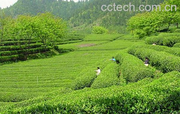 果蔬百科绿茶可以加枸杞吗-0