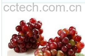 果蔬百科草龙珠-0