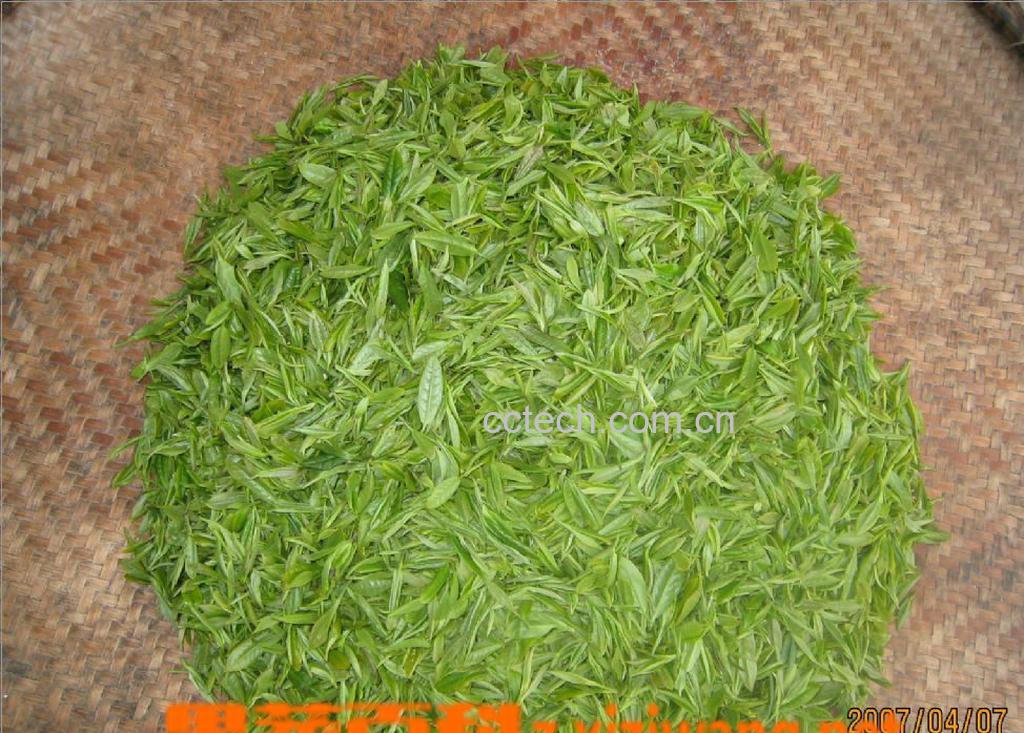 果蔬百科绿茶-0