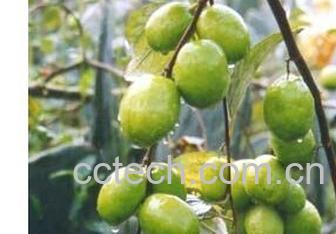 果蔬百科大叶枣-0