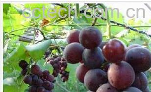 果蔬百科超康美-0