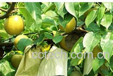 果蔬百科翠冠梨-0