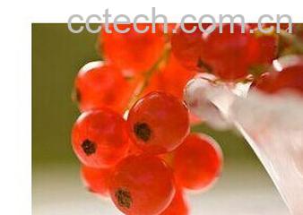 果蔬百科红加仑-0