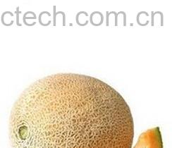 果蔬百科伽师瓜-0