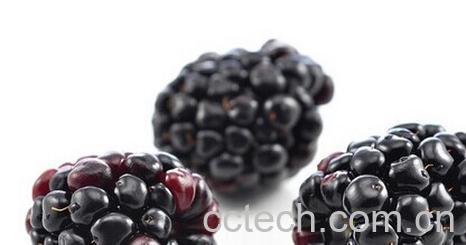 果蔬百科干桑椹-0