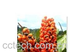 果蔬百科瓜拿纳-0