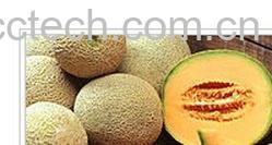 果蔬百科厚皮甜瓜-0