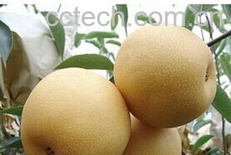 果蔬百科高接梨-0