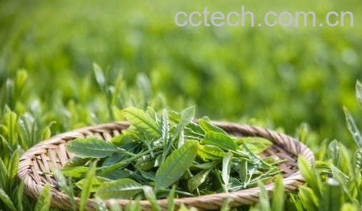 果蔬百科女人喝绿茶有没有坏处-0