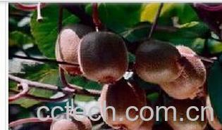 果蔬百科华美二号-0