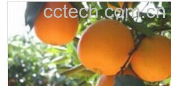 果蔬百科华红脐橙-0