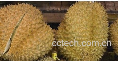 果蔬百科榴莲-0