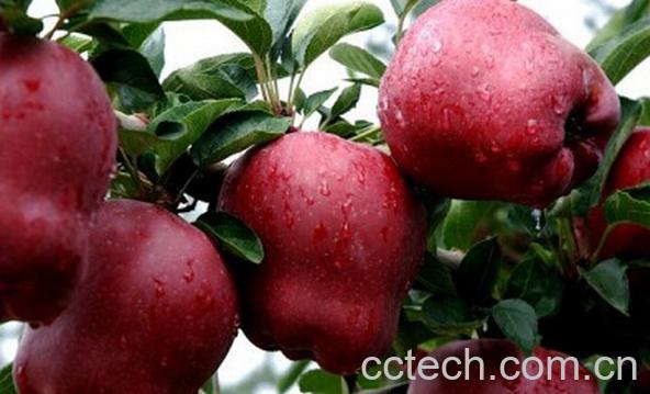 果蔬百科花牛苹果-0