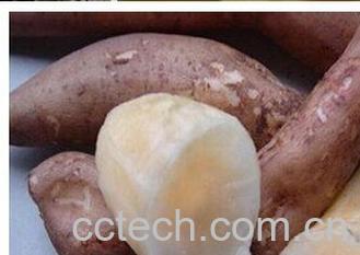 果蔬百科雪莲果-0