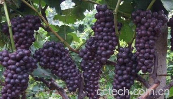 果蔬百科玫瑰香-0