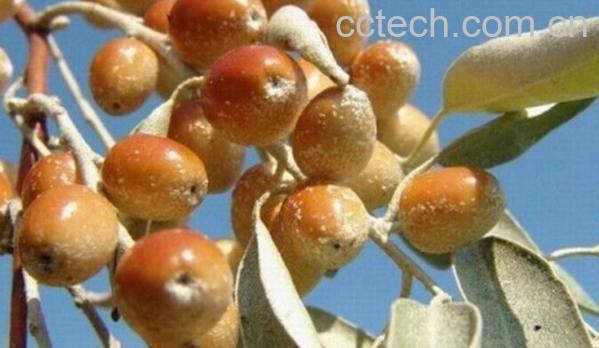 果蔬百科沙枣-0