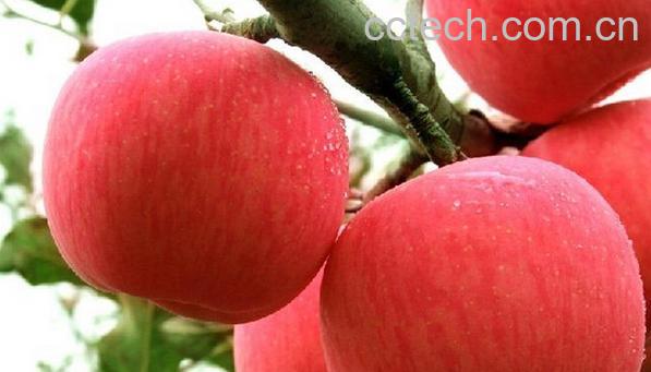 果蔬百科烟台苹果-0