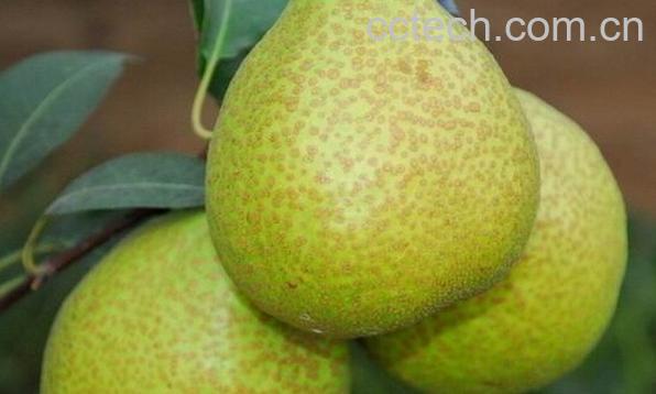 果蔬百科莱阳梨-0