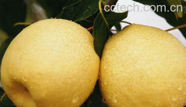 果蔬百科砀山梨-0