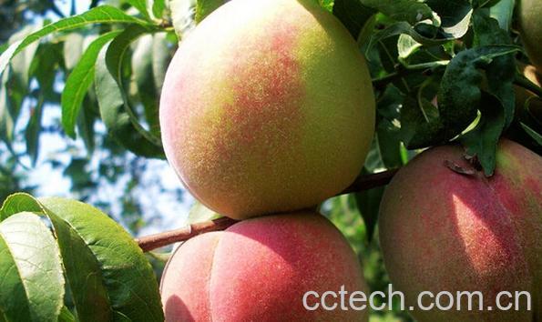 果蔬百科肥城桃-0