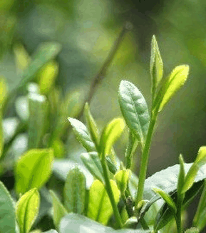 果蔬百科夏季喝绿茶的好处-0