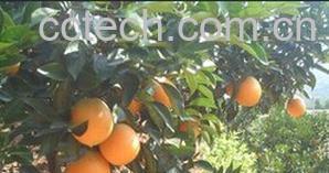 果蔬百科奉节晚橙-0