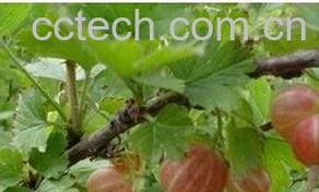 果蔬百科茶子科-0