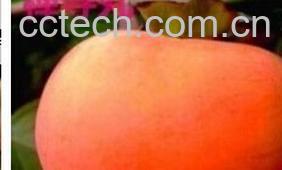 果蔬百科禅寺丸柿-0