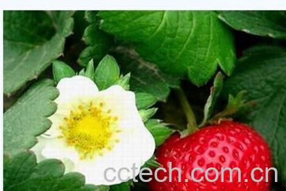 果蔬百科曹庵草莓-0