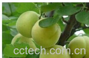 果蔬百科白水蜜杏-0